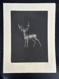 Venado 13